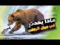 وثائقي يلوستون 4k الحياة البرية الحقيقية وأسرار البقاء في جبال الروكي وثائقي يلوستون 4k الحياة البرية الحقيقية وأسرار البقاء في جبال الروكي