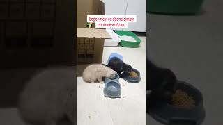 Tatlı Minik Canların Mama Saati I Şfet