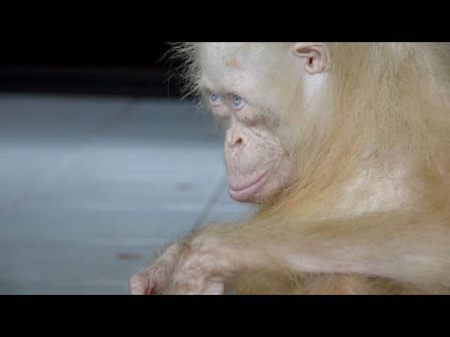 ORANGOTANGO ALBINO! O ÚNICO DO MUNDO! UM ANIMAL LINDO E SUPER RARO QUE  VOLTOU PARA A NATUREZA!!! 