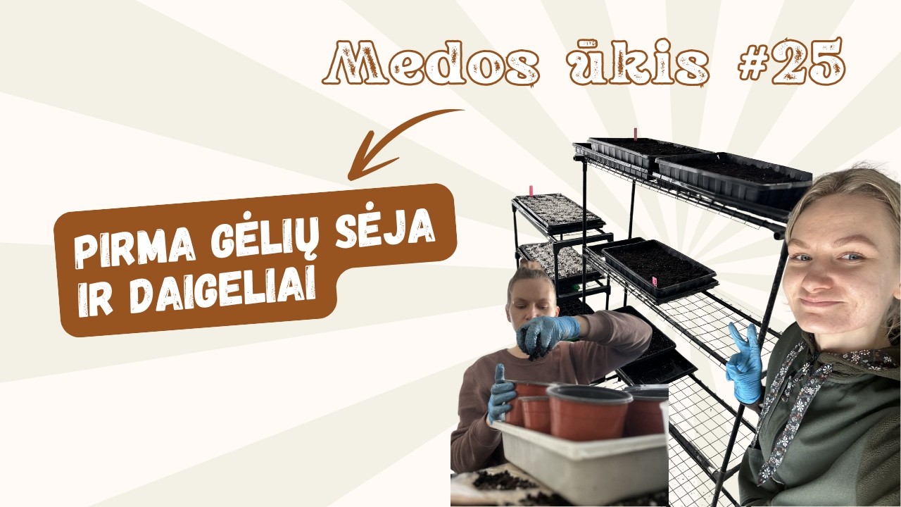 Medos ūkis #25 pirma gėlių sėja, vėdrynų daiginimas ir pirmi daigeliai