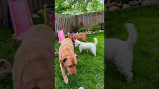 Meet Pablo A Terrier, Pit Bull Currently Available For Adoption 5312025 51132 Pm