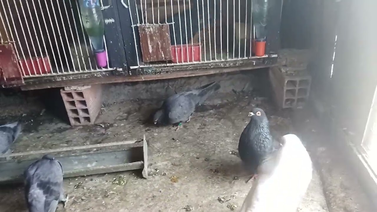 حمام سيفيانوس لادرون الدم القديم 🇲🇦#pigeon 