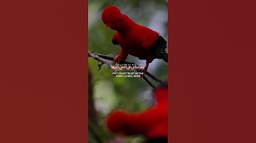 أكتب شيء تؤجر عليه ❤️‍🩹#القارئ_عبدالعزيز_العازمي #سورة_الفرقان #راحة_نفسية #قرآن