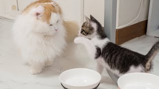 The Rescued Kitten Becomes Too Confident in front of the Big Cat │ Episode.46