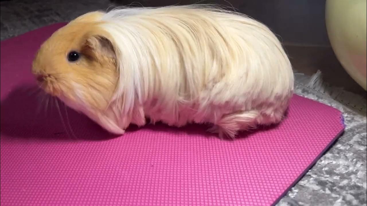 Haircut of a longhaired guinea pig. I trimmed Max’s fur. YouTube