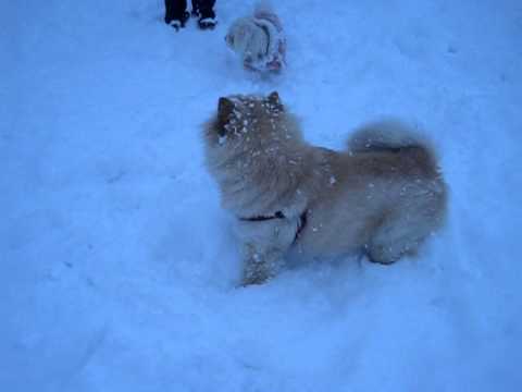 My chow chow Bonnie in the snow!