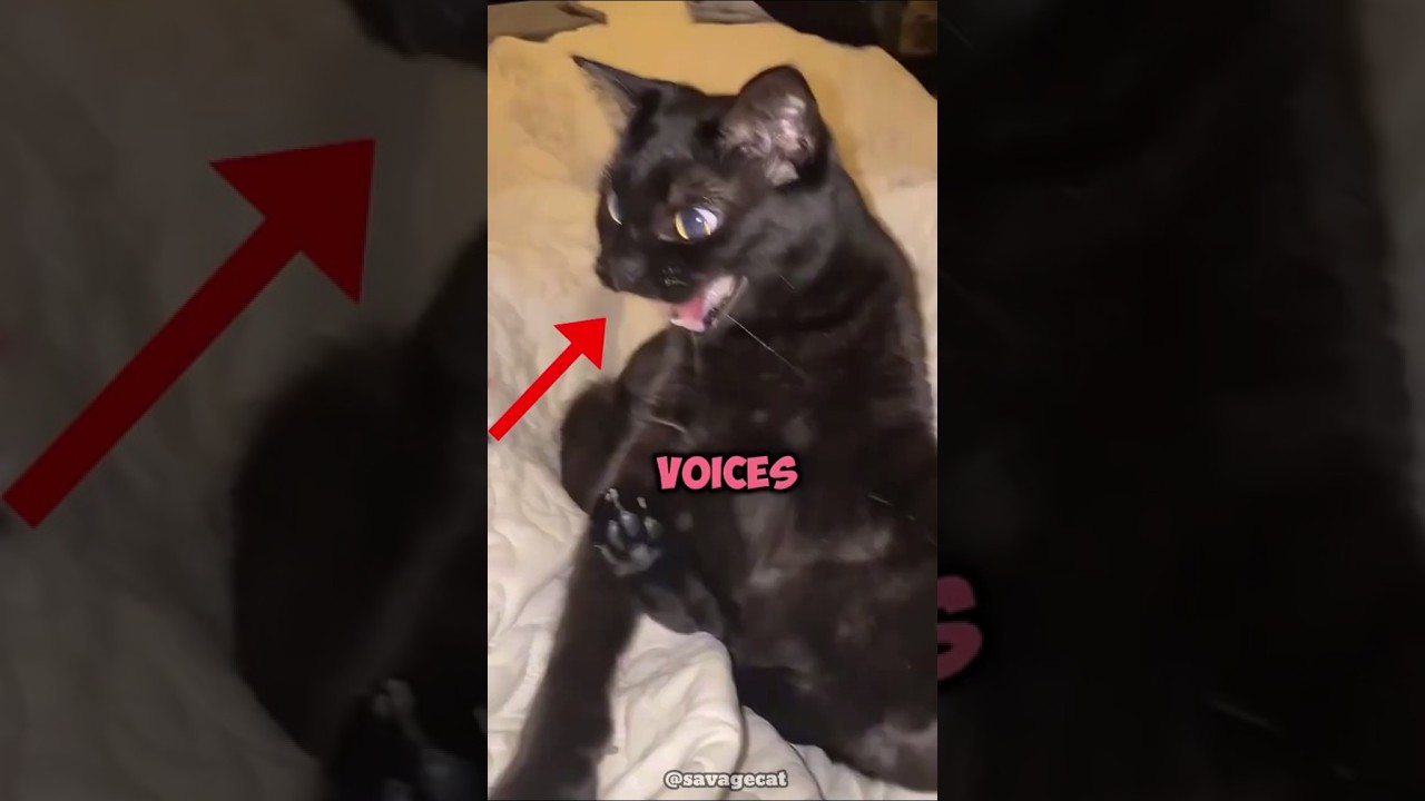 Why Does This Cat Sound Like That 🐱🎤 