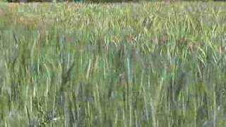 Agricom Forage Cereals, winter feed
