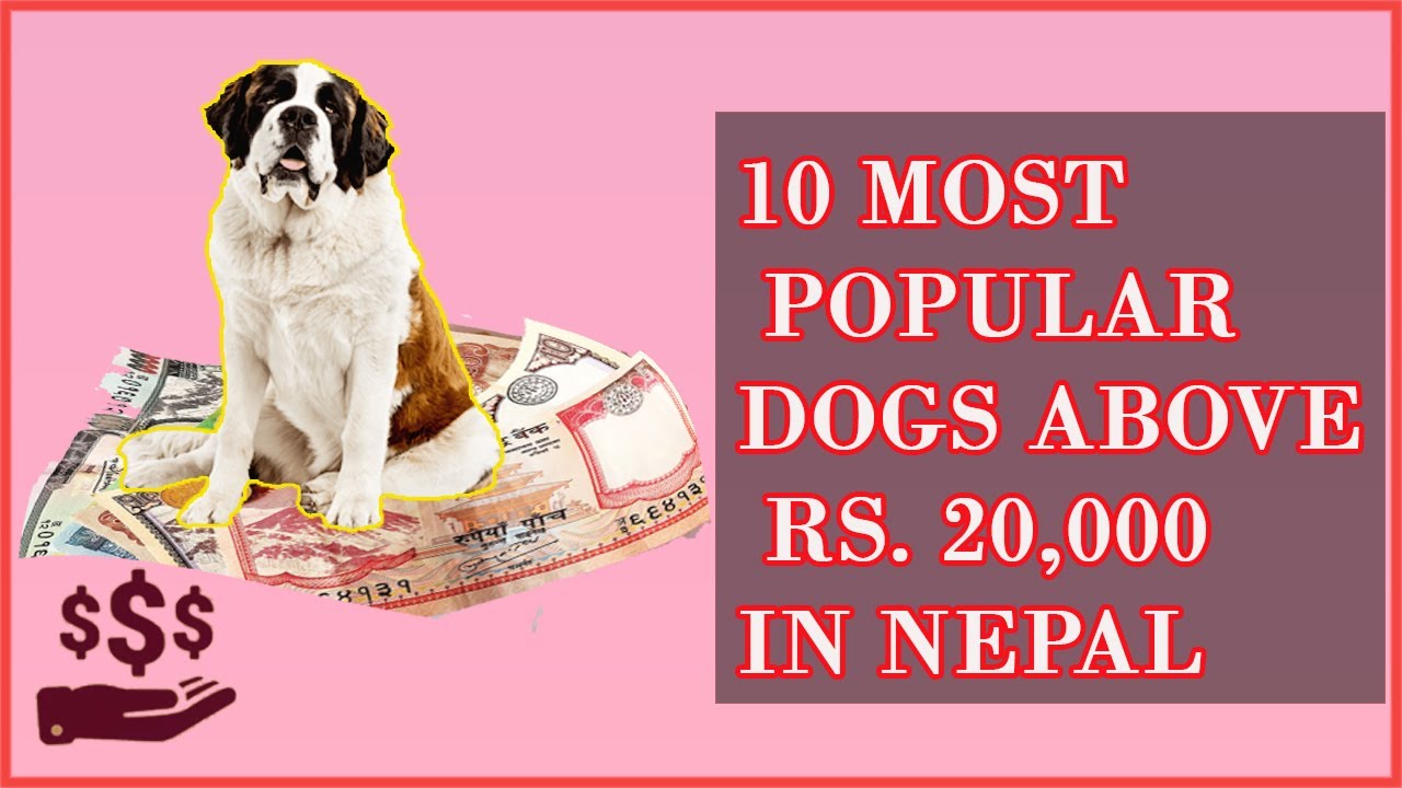 10 most popular dogs above Rs. 20,000 in Nepal | Expensive dogs in Nepal