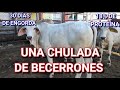 ¡¡ESTA ES LA ALIMENTACIÓN Y LA DIETA DE LOS OREJONES BRAHMAN!!