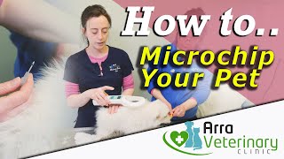 Microchip Your Pet  How to Microchip a Cat or Dog  Fear Free