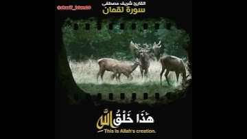 تلاوة خاشعة من سورة لقمان🍃💙القارئ شريف مصطفى |حالات واتس اب قران HD