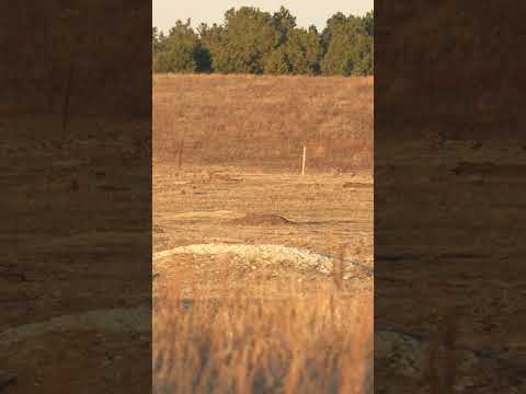 Coyote Hunt on a Prairie Dog Town #predatorhunting #coyote #sniper #coyotecalling #oneillops
