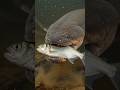 The electric eel hunts by sending pulses through muddy Amazon water.