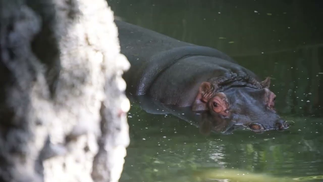Detrás de los Zoológico (Vídeo Grabado en 2019)