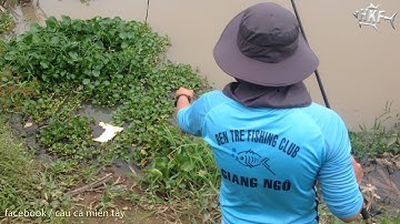 CÂU CÁ BÓNG DỪA | HUYNH KHOA FISHING