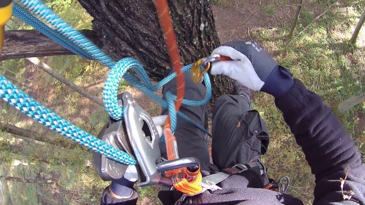 Tree climbing with Petzl YouTube