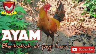 Download Lagu Suara Ayam Berkokok di Pagi Hari (the sound of a rooster crowing in the morning) Download Lagu Suara Ayam Berkokok di Pagi Hari (the sound of a rooster crowing in the morning)
