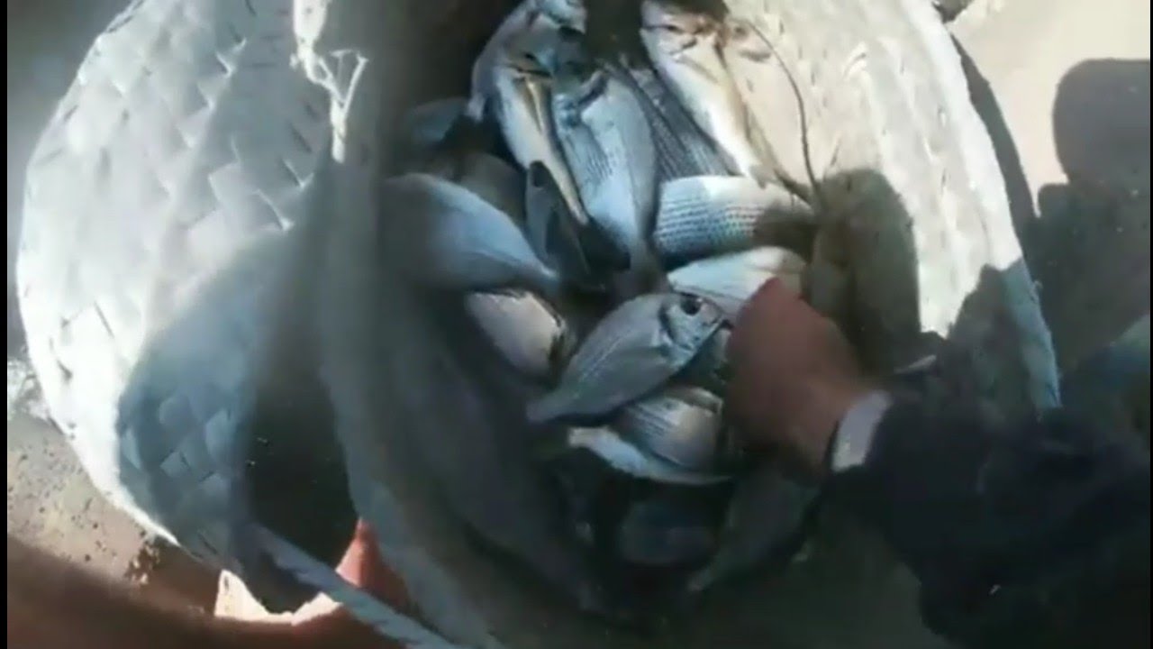 صيد 5 كيلو دنيس بطريقه هيفاء من بين الصخور بالسمك البلاستيك 😱