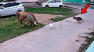 كلب بيتبول ينقذ طفل من هجوم الثور .. اشجع المشاهد لكلاب انقذت البشر