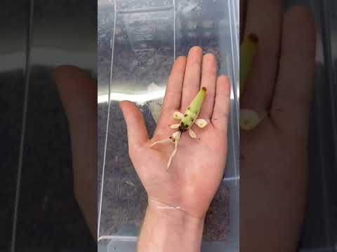Video: ¿Qué es un milpiés de serpiente moteada? Control y daño de los milpiés de serpiente moteada
