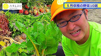セリ科野菜の栽培 育て方 Youtube