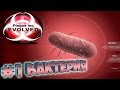 Plague inc EVOLVED ֍ Бактерия Muzzloff Play #1