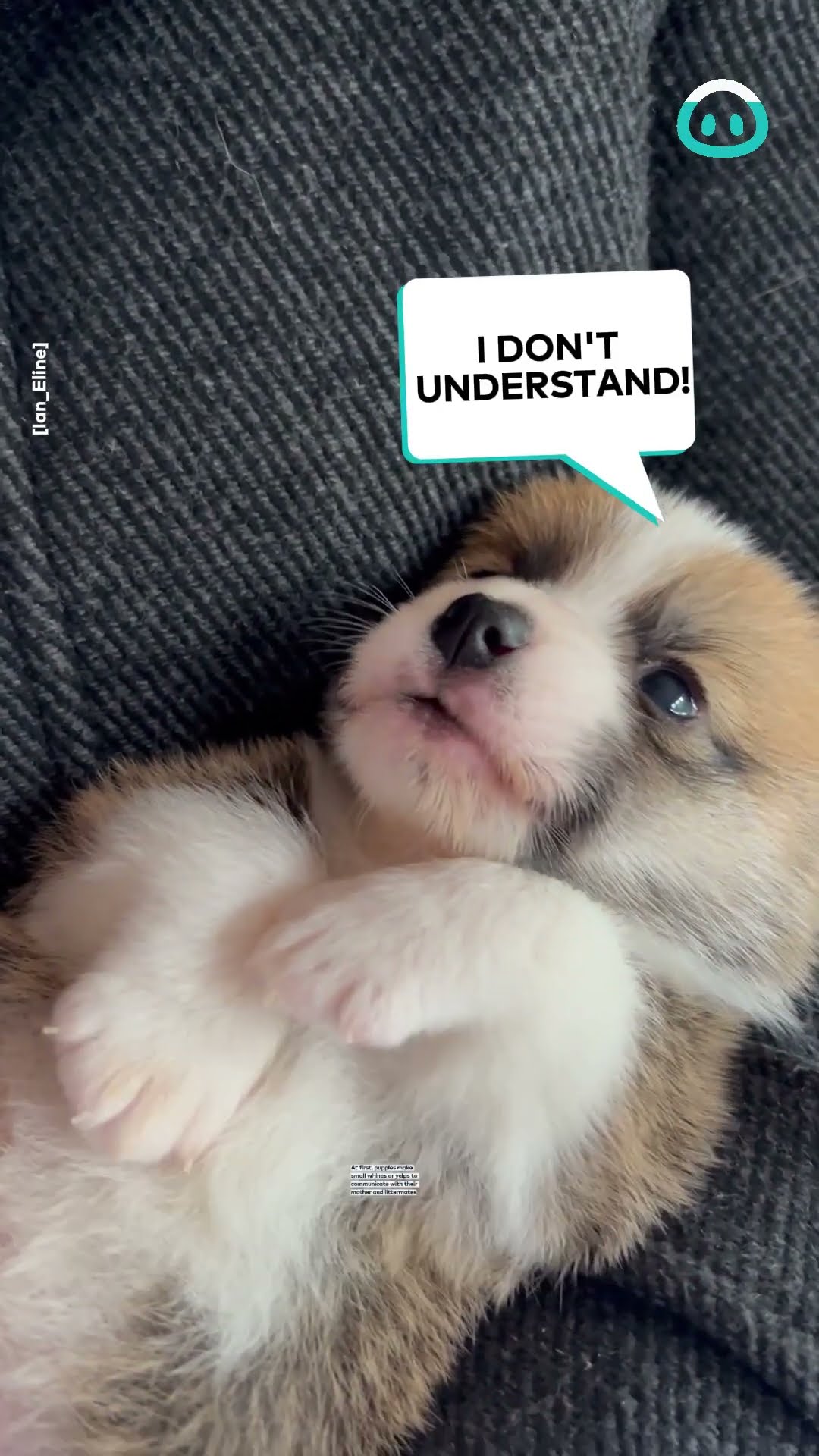 Cutest Corgi Puppy Talks Back || ViralHog