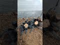 Brachypelma albiceps самка и самец. Что будет дальше?