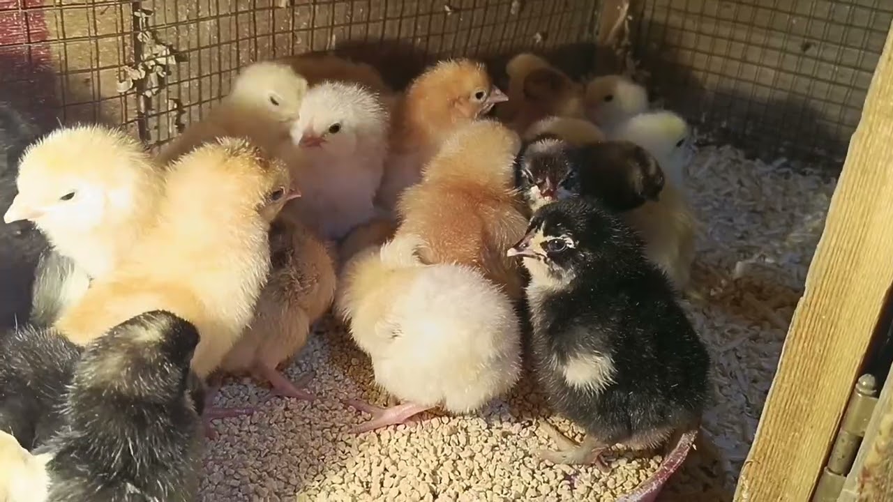 لاول مره سمان مع كتاكيت