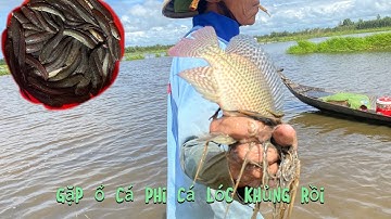 đẩy côn mùa nước nổi ở miền tây #tập7 #Dieutv gặp bầy cá phi cá lóc nôm liên tục