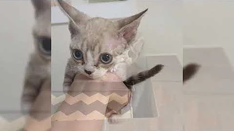 Video 1161761: devon rex, canin