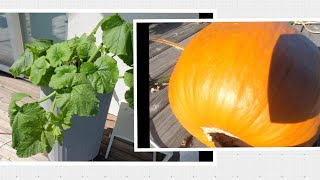 Potted Pumpkin: from the sprout to a bright orange pumpkin in 100 days