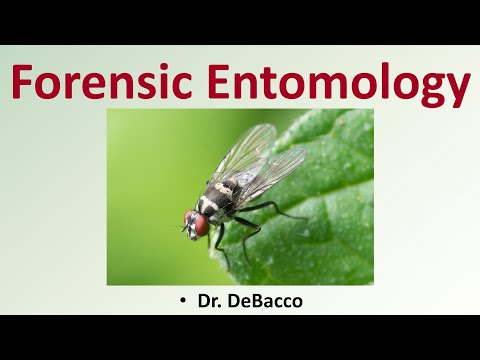 Forensic Entomology