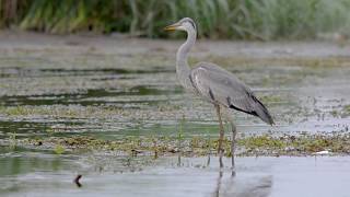 Birds & Wildlife Photography in Egypt