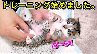 初めてトイレトレーニングをする生後２３日目の子猫の足が可愛すぎた【保護猫】