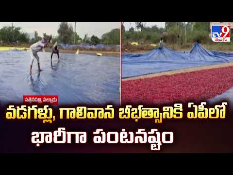 Heavy Crop Damage in AP Due to Hailstorms | వడగళ్లు, గాలివాన బీభత్సానికి ఏపీలో భారీగా పంటనష్టం -TV9 - TV9