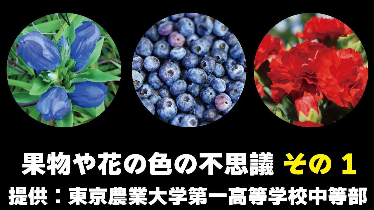 果物や花の色の不思議 提供 東京農業大学第一高等学校中等部 おうちで自由研究フェスタ21