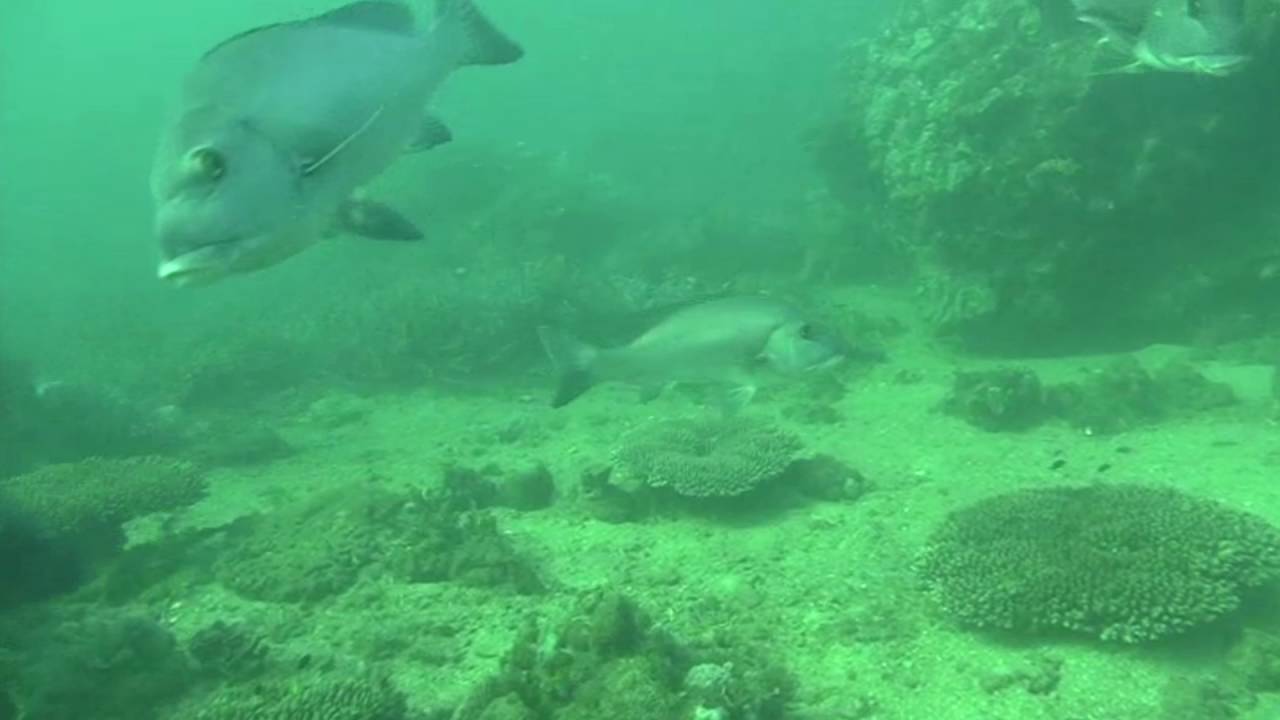 DAMPIER ARCHIPELAGO UNDERWATER – North East Regnard Island