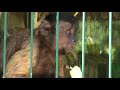 Абу и Зелёные мартышки обожают бананы! Abu and the Green Monkeys love bananas!