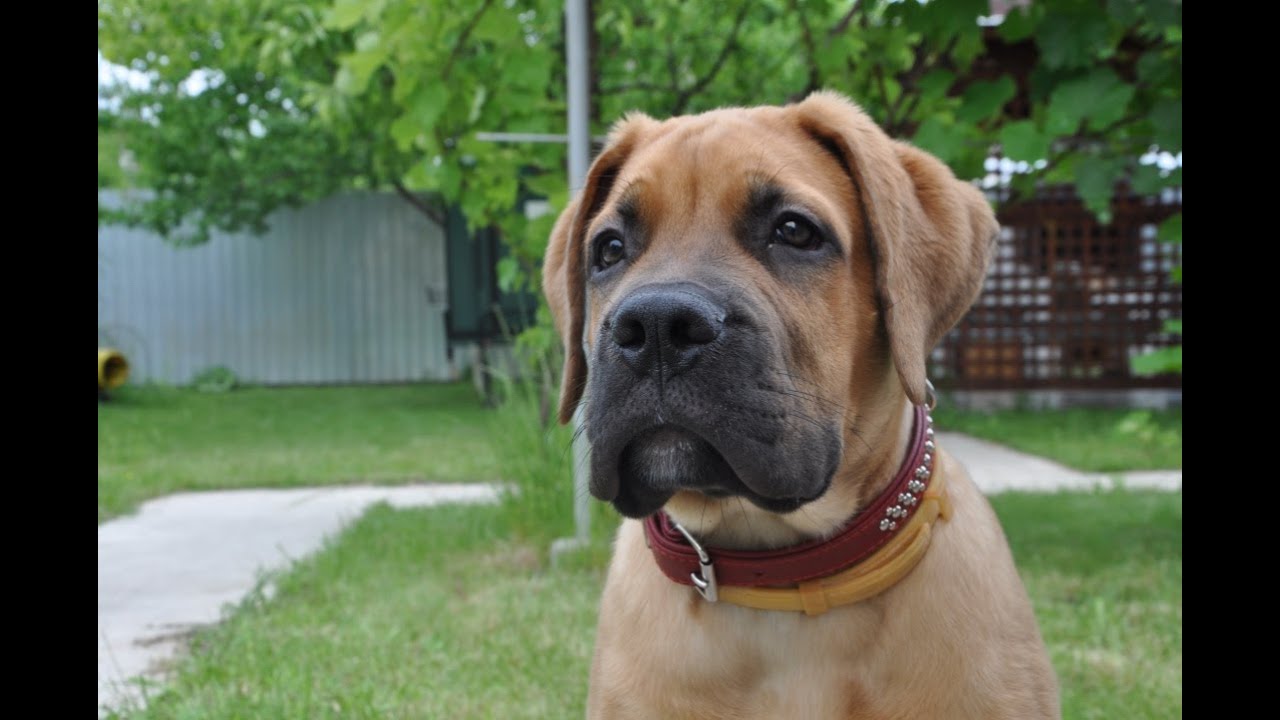 МОЯ МАЛЕНЬКАЯ БУРБУЛЬКА ОЙЁ | БУРБУЛЬ