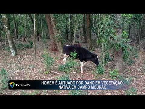 Homem é autuado por dano em vegetação nativa em Campo Mourão