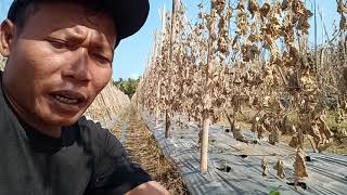 The secret of a widow's land is that after paying 3 times, the soil remains loose.... Watch the v...