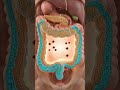 What happens inside your body when you eat yogurt every day? #humanbody #healthylifestyle #yogurt