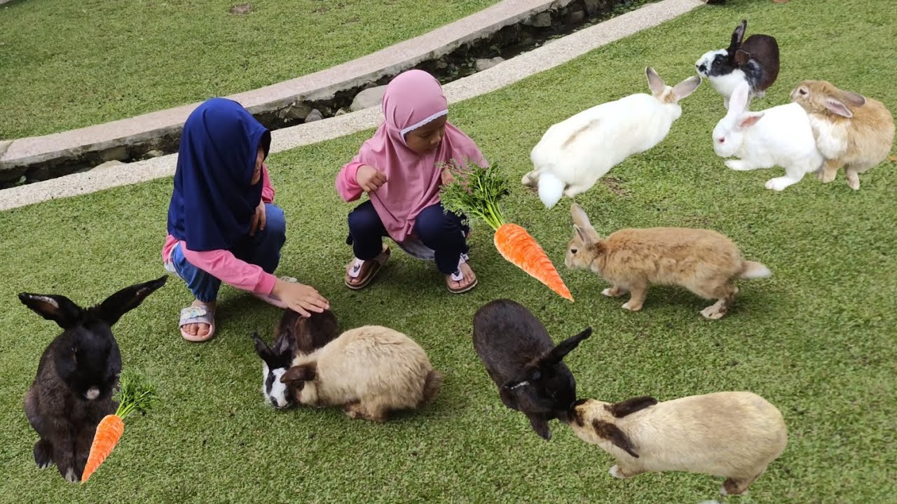 Nayyara Beri Makan Gerombolan Kelinci Sampai Ketakutan 🐇😫