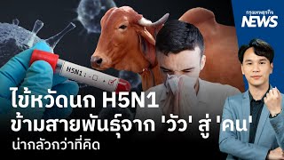 ไข้หวัดนก H5N1 ข้ามสายพันธุ์จาก 'วัว' สู่ 'คน' น่ากลัวกว่าที่คิด | กรุงเทพธุรกิจNEWS