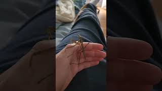 Stick the Praying Mantis #bugs #prayingmantis