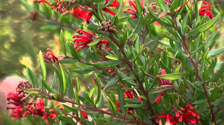 CHERRY CLUSTER™ Grevillea, tough groundcover with red flowers | Ozbreed Native Shrubs & Groundcovers - DayDayNews