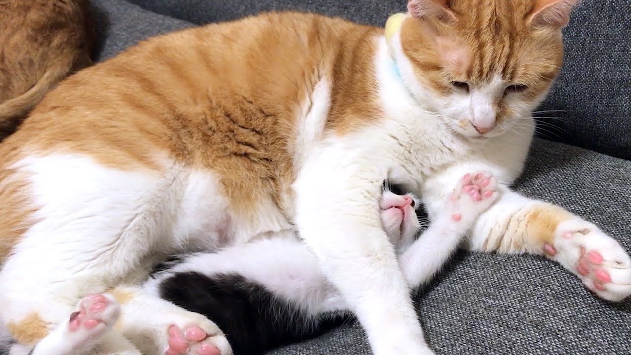 じゃれ合いから取り押さえられた子猫 Youtube