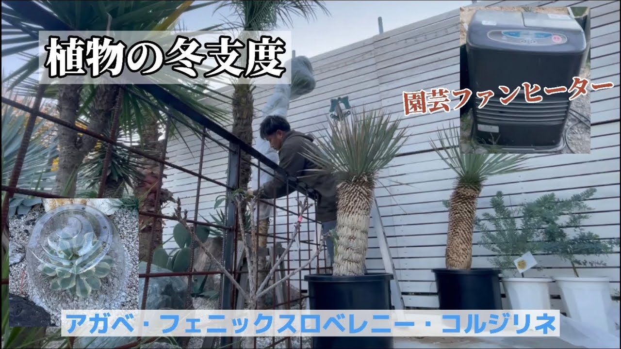 植物達の冬支度【植物】アガベ・ヤシ #17 - YouTube